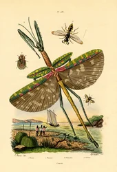 Tachinidenfliege